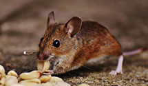 24 Hour & Emergency Exterminators in Mount Ephraim, NJ